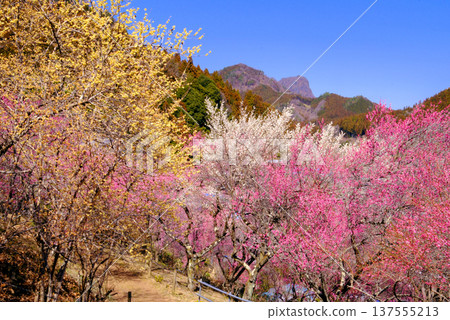 冬青樹和紅白梅花 冬青樹和紅白梅花 137555213