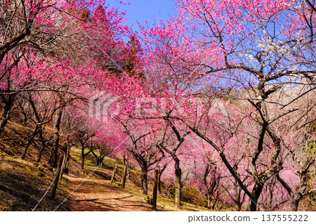The arrival of spring with plum blossoms in full bloom The arrival of spring with plum blossoms in full bloom 137555222