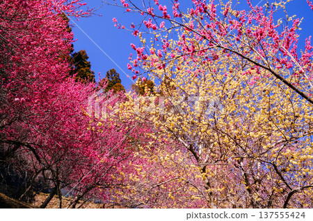 Red plum blossoms and wintersweet against the blue sky 137555424