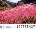 Colorful Plum Village 137555427