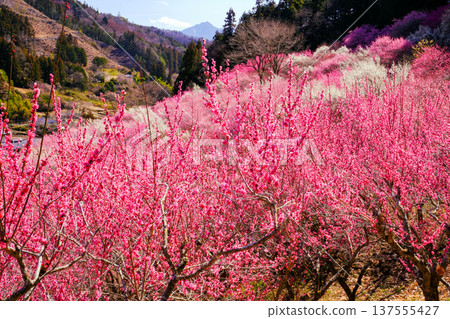 Colorful Plum Village 137555427