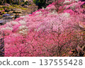 Colorful plum blossom 137555428