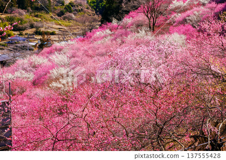 Colorful plum blossom 137555428