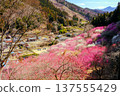 Red and white plum blossoms bloom in the mountain village 137555429