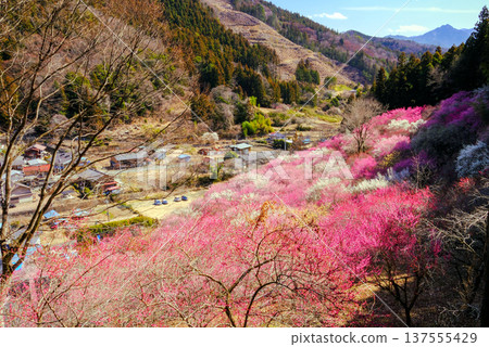 Red and white plum blossoms bloom in the mountain village 137555429