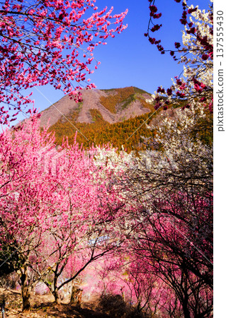 View of the mountain with red and white plum blossoms in bloom (vertical) 137555430
