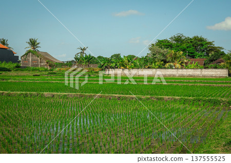 Rice plants grow in rows under a clear sky in Bali Rice plants grow in rows under a clear sky in Bali 137555525