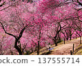 Pink plum blossoms in full bloom 137555714