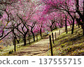 A walking path through a forest of red plum blossoms in full bloom 137555715