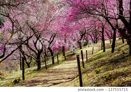 A walking path through a forest of red plum blossoms in full bloom 137555715