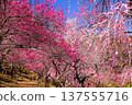 A forest of plum trees in full bloom, adorned with early spring flowers 137555716