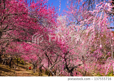 A forest of plum trees in full bloom, adorned with early spring flowers 137555716