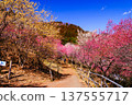 Red plum blossoms blooming, Plum Garden Village, mountain path 137555717