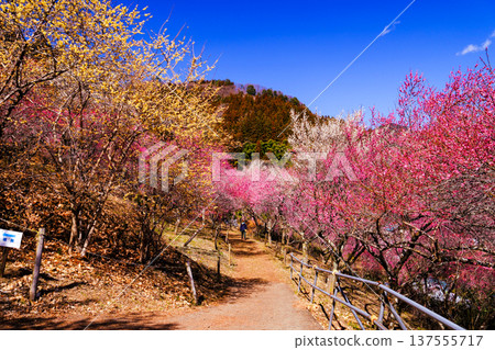 Red plum blossoms blooming, Plum Garden Village, mountain path 137555717