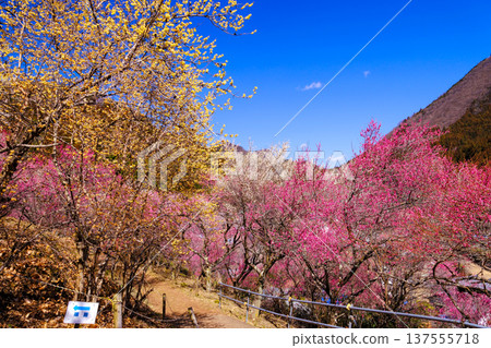 Red and white plum blossoms and wintersweet against the blue sky 137555718