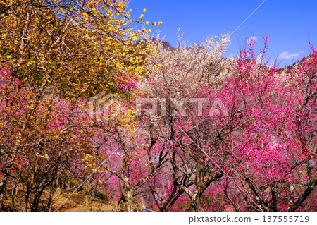 Red plum blossoms shining against the blue sky 137555719