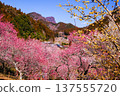 Colorful plum groves and rocky mountains 137555720