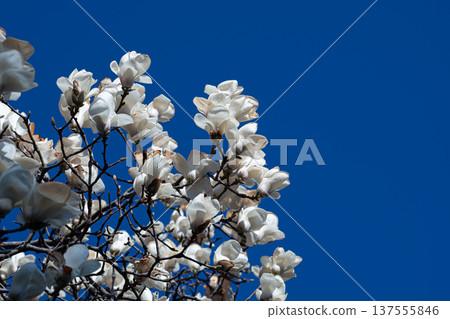 Magnolias shining against the clear blue sky Magnolias shining against the clear blue sky 137555846
