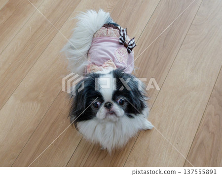 Indoor photo of a cute Japanese Chin dog looking up 137555891