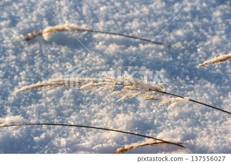 Golden hour frost dusts a delicate grass blade, shimmering against sparkling winter snow. This serene close-up captures nature's crisp beauty, fragile yet resilient Golden hour frost dusts a delicate grass blade, shimmering against sparkling winter snow. This serene close-up captures nature's crisp beauty, fragile yet resilient 137556027