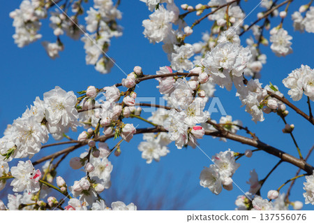 Full-bloomed petals shining against the blue sky Full-bloomed petals shining against the blue sky 137556076