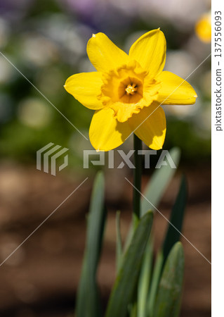 Close-up of yellow daffodil flowers blooming in spring Close-up of yellow daffodil flowers blooming in spring 137556093