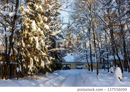 Bright winter scene with snow-laden evergreen trees flanking a frosty, sun-dappled path leading to a quaint, snow-covered building 137556099