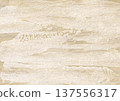 Old wooden wall texture beige paint 137556317