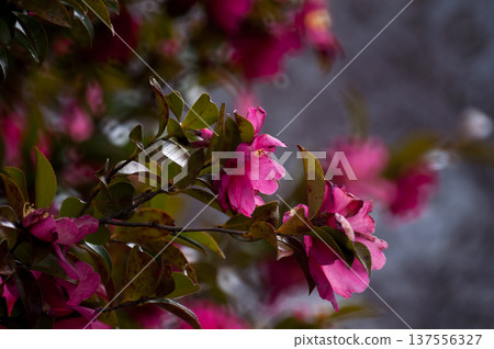 Sasanqua flowers on the Yasuragi embankment of the Shinano River Sasanqua flowers on the Yasuragi embankment of the Shinano River 137556327