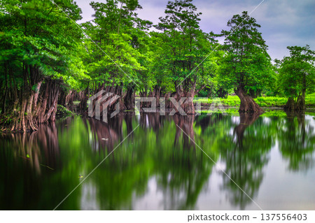 Beautiful morning view indonesia Panorama Landscape paddy fields with beauty color and sky natural light Beautiful morning view indonesia Panorama Landscape paddy fields with beauty color and sky natural light 137556403