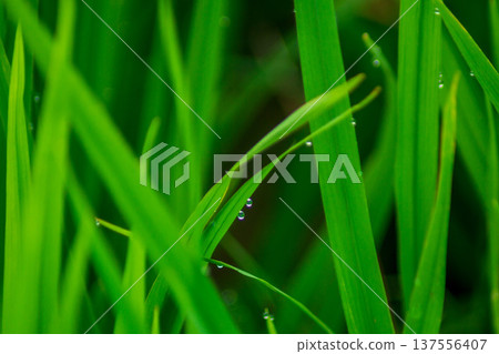 Beautiful morning view indonesia Panorama Landscape paddy fields with beauty color and sky natural light Beautiful morning view indonesia Panorama Landscape paddy fields with beauty color and sky natural light 137556407