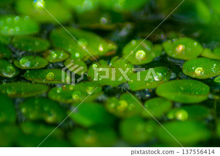Beautiful morning view indonesia Panorama Landscape paddy fields with beauty color and sky natural light Beautiful morning view indonesia Panorama Landscape paddy fields with beauty color and sky natural light 137556414