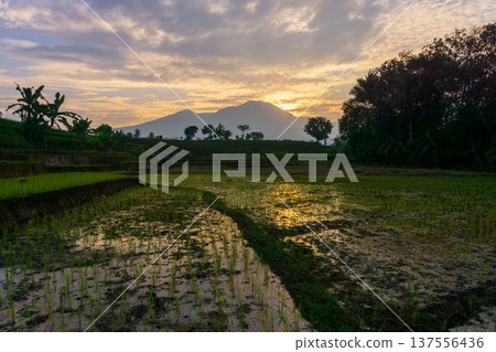 Beautiful morning view indonesia Panorama Landscape paddy fields with beauty color and sky natural light 137556436
