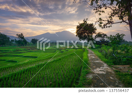 Beautiful morning view indonesia Panorama Landscape paddy fields with beauty color and sky natural light Beautiful morning view indonesia Panorama Landscape paddy fields with beauty color and sky natural light 137556437