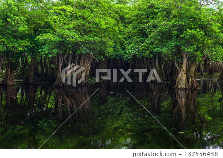 Beautiful morning view indonesia Panorama Landscape paddy fields with beauty color and sky natural light Beautiful morning view indonesia Panorama Landscape paddy fields with beauty color and sky natural light 137556438