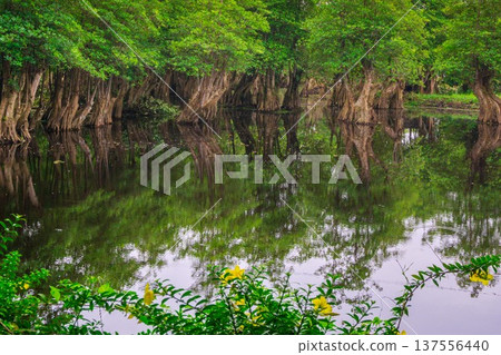 Beautiful morning view indonesia Panorama Landscape paddy fields with beauty color and sky natural light Beautiful morning view indonesia Panorama Landscape paddy fields with beauty color and sky natural light 137556440