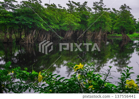 Beautiful morning view indonesia Panorama Landscape paddy fields with beauty color and sky natural light Beautiful morning view indonesia Panorama Landscape paddy fields with beauty color and sky natural light 137556441