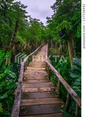 Beautiful morning view indonesia Panorama Landscape paddy fields with beauty color and sky natural light Beautiful morning view indonesia Panorama Landscape paddy fields with beauty color and sky natural light 137556442