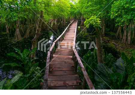 Beautiful morning view indonesia Panorama Landscape paddy fields with beauty color and sky natural light Beautiful morning view indonesia Panorama Landscape paddy fields with beauty color and sky natural light 137556443
