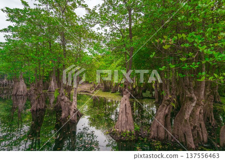 Beautiful morning view indonesia Panorama Landscape paddy fields with beauty color and sky natural light Beautiful morning view indonesia Panorama Landscape paddy fields with beauty color and sky natural light 137556463
