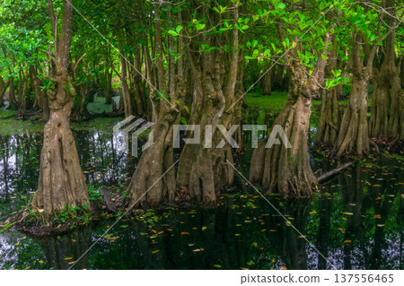 Beautiful morning view indonesia Panorama Landscape paddy fields with beauty color and sky natural light Beautiful morning view indonesia Panorama Landscape paddy fields with beauty color and sky natural light 137556465