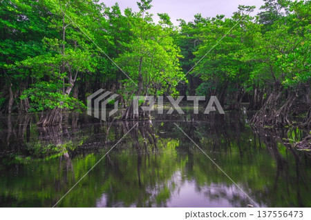 Beautiful morning view indonesia Panorama Landscape paddy fields with beauty color and sky natural light Beautiful morning view indonesia Panorama Landscape paddy fields with beauty color and sky natural light 137556473