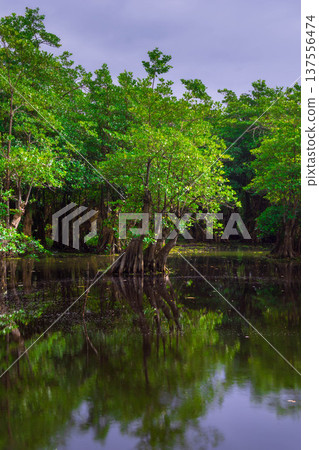 Beautiful morning view indonesia Panorama Landscape paddy fields with beauty color and sky natural light 137556474