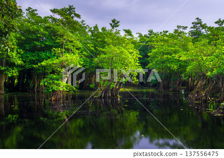 Beautiful morning view indonesia Panorama Landscape paddy fields with beauty color and sky natural light Beautiful morning view indonesia Panorama Landscape paddy fields with beauty color and sky natural light 137556475
