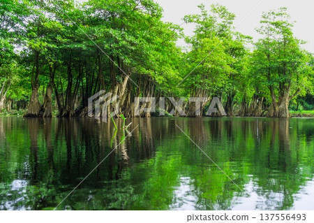 Beautiful morning view indonesia Panorama Landscape paddy fields with beauty color and sky natural light Beautiful morning view indonesia Panorama Landscape paddy fields with beauty color and sky natural light 137556493