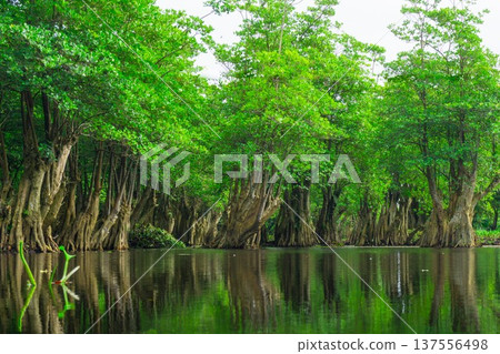 Beautiful morning view indonesia Panorama Landscape paddy fields with beauty color and sky natural light Beautiful morning view indonesia Panorama Landscape paddy fields with beauty color and sky natural light 137556498