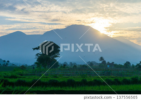 Beautiful morning view indonesia Panorama Landscape paddy fields with beauty color and sky natural light 137556505