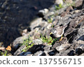 A white-throated sparrow searching for food on a rock 137556715