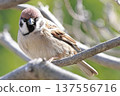 Sparrow perching on a tree branch 137556716
