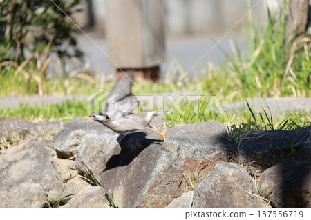 收集巢穴材料的燕子 137556719